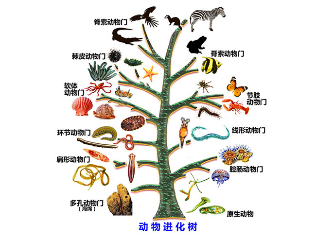 进化树模型:树干底部(动物开始出现时)应为简单的生物