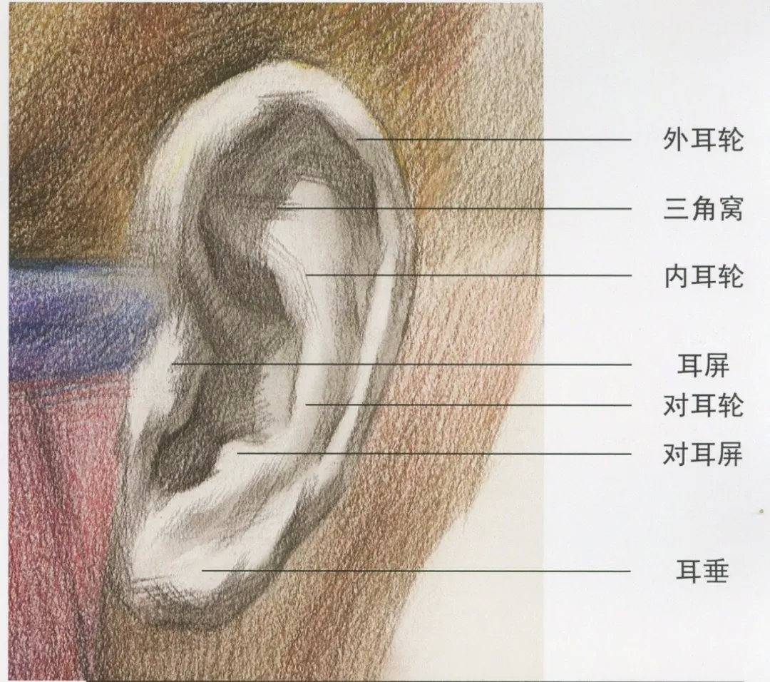 耳部主要由耳轮,对耳轮,耳屏, 三角窝和耳垂等几个部分组成.