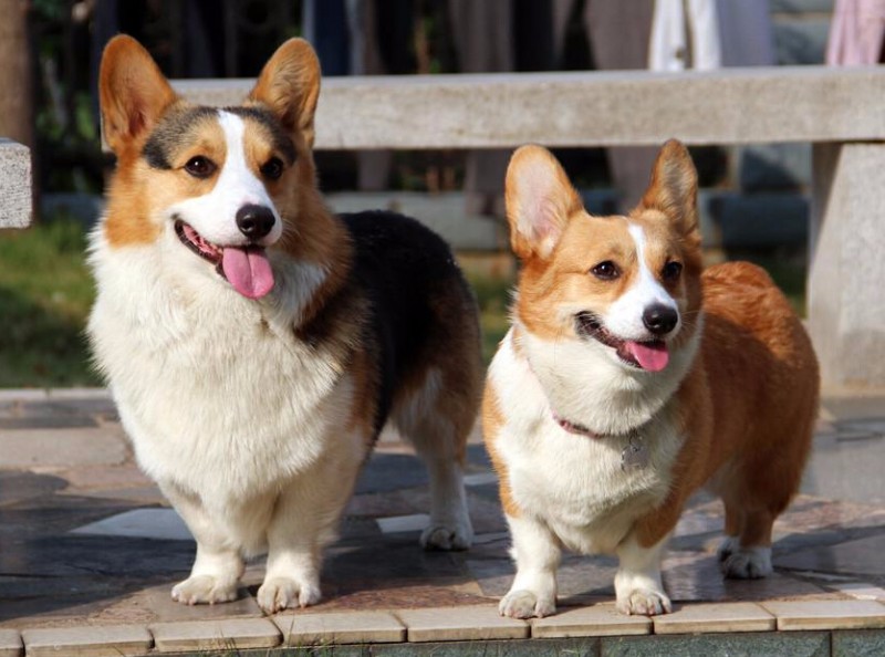 串串根本装不出来纯种柯基犬的眼睛一般是椭圆形的,眼睛四周的颜色以