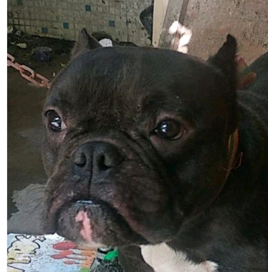 关于恶霸犬的一些杂谈,特别希望有意入手恶霸犬的朋友