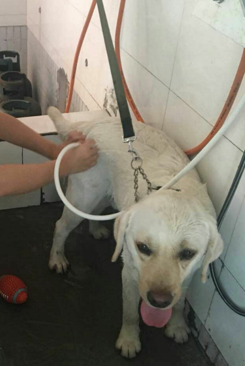 如何给狗狗做玩具 44282345422c26d582a97a1714baf20cdf5b05f1.png