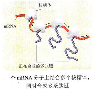 今天来看看翻译过程.它是以mrna为模板合成蛋白质的过烫.