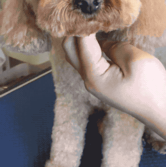 狗狗