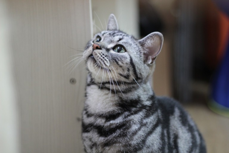 美国短毛猫