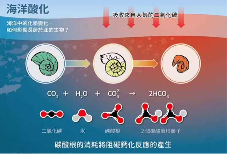 海洋酸化与气温升高威胁珊瑚的生存却为海葵带来生机landdiver