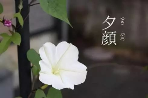 在日本歌曲《夕颜》中,歌词这么唱到:风儿要走了,风儿要去哪里,谁也不