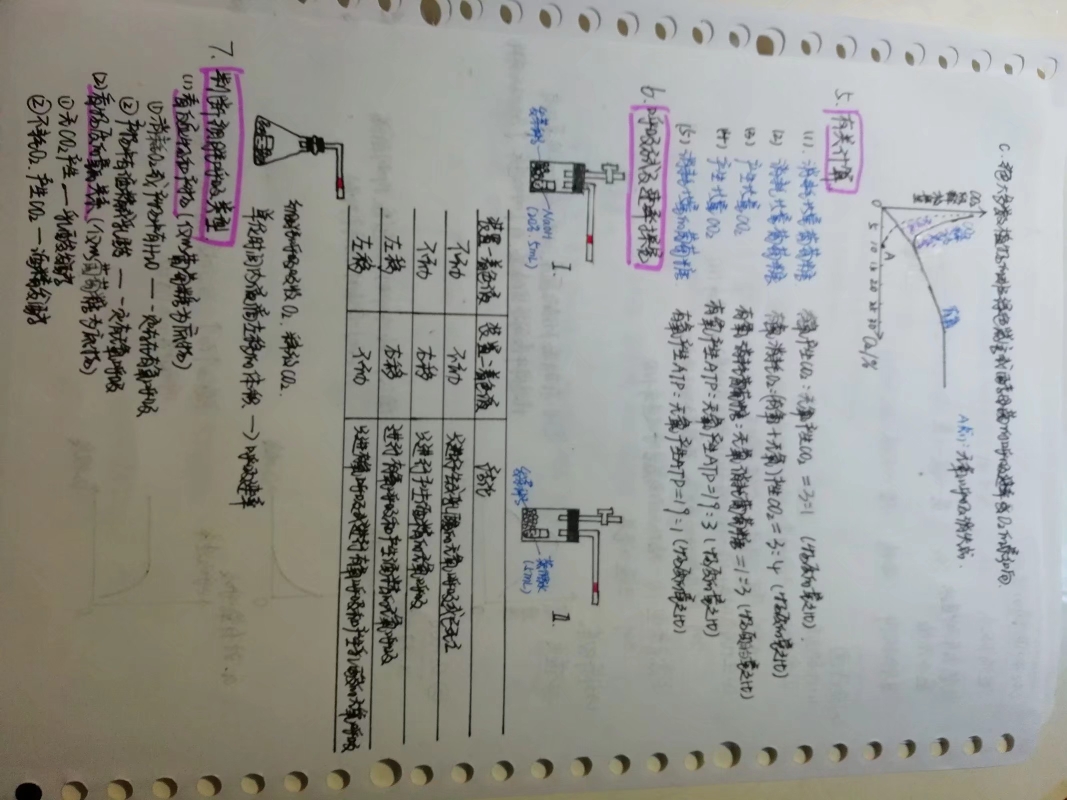 高中生物光合作用&呼吸作用笔记整理