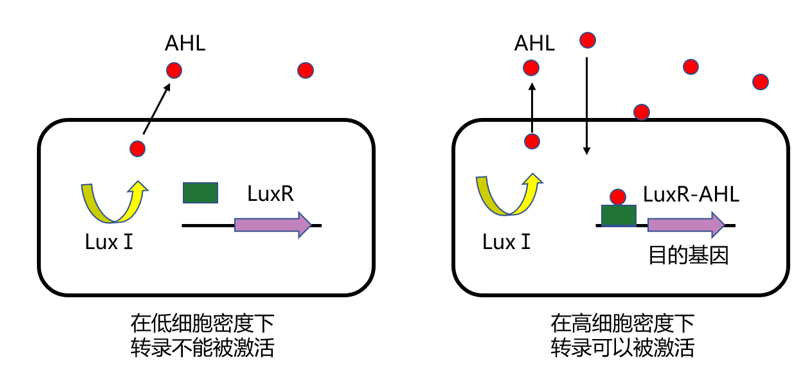 科普窗口 | 典型的群体感应系统