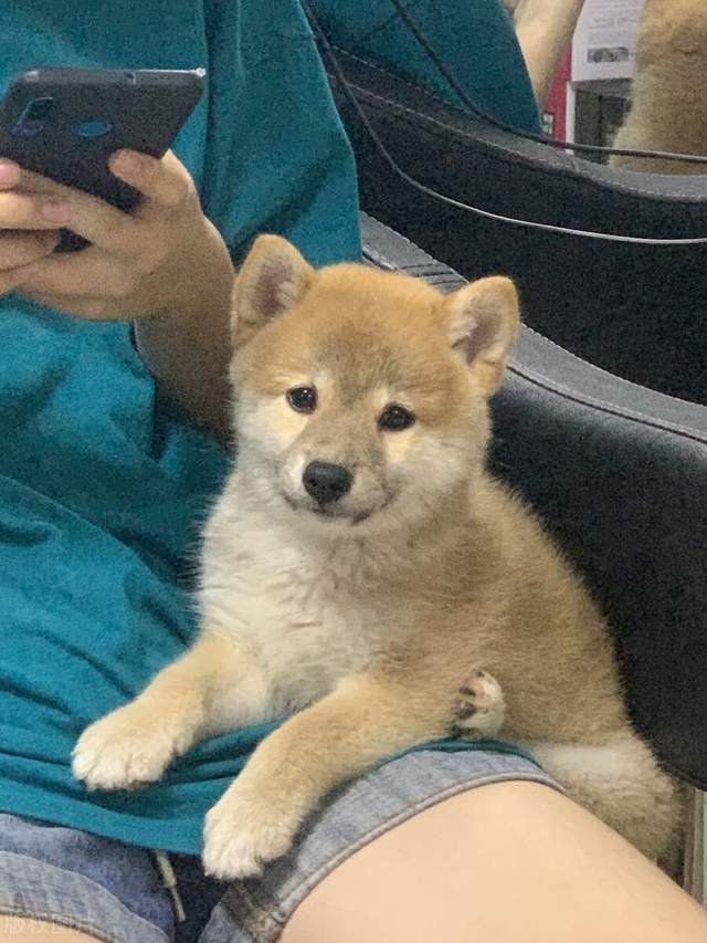 新手去哪儿才能买到健康的柴犬?