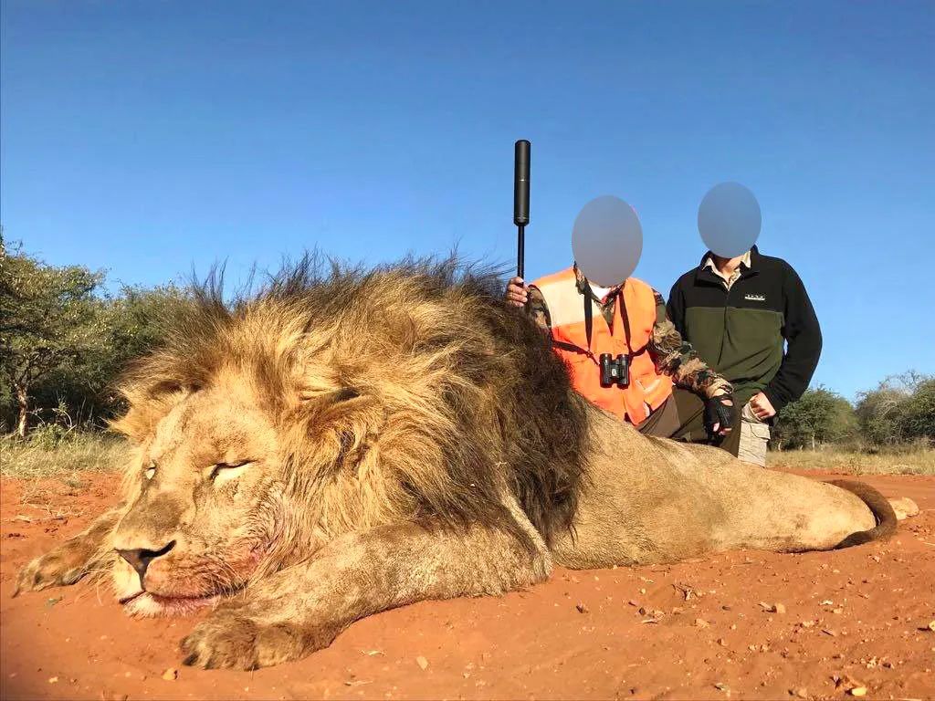 南非总统与非法狩猎行业秘密合作捕杀国家动物园中的野生动物