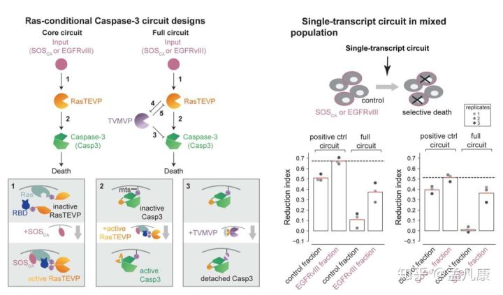 ras-conditional caspase-3 circuit