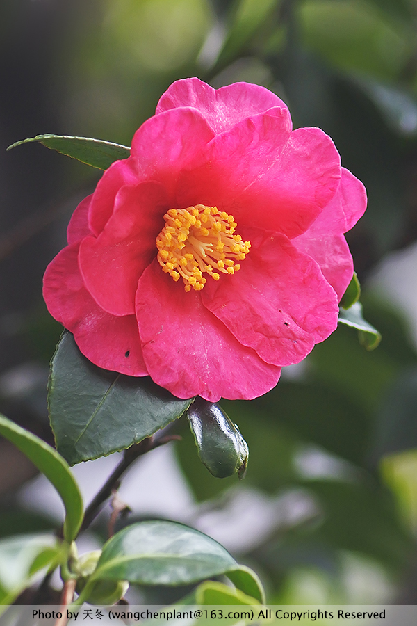 茶梅'立寒' camellia sasanqua 'kanjiro',在日本