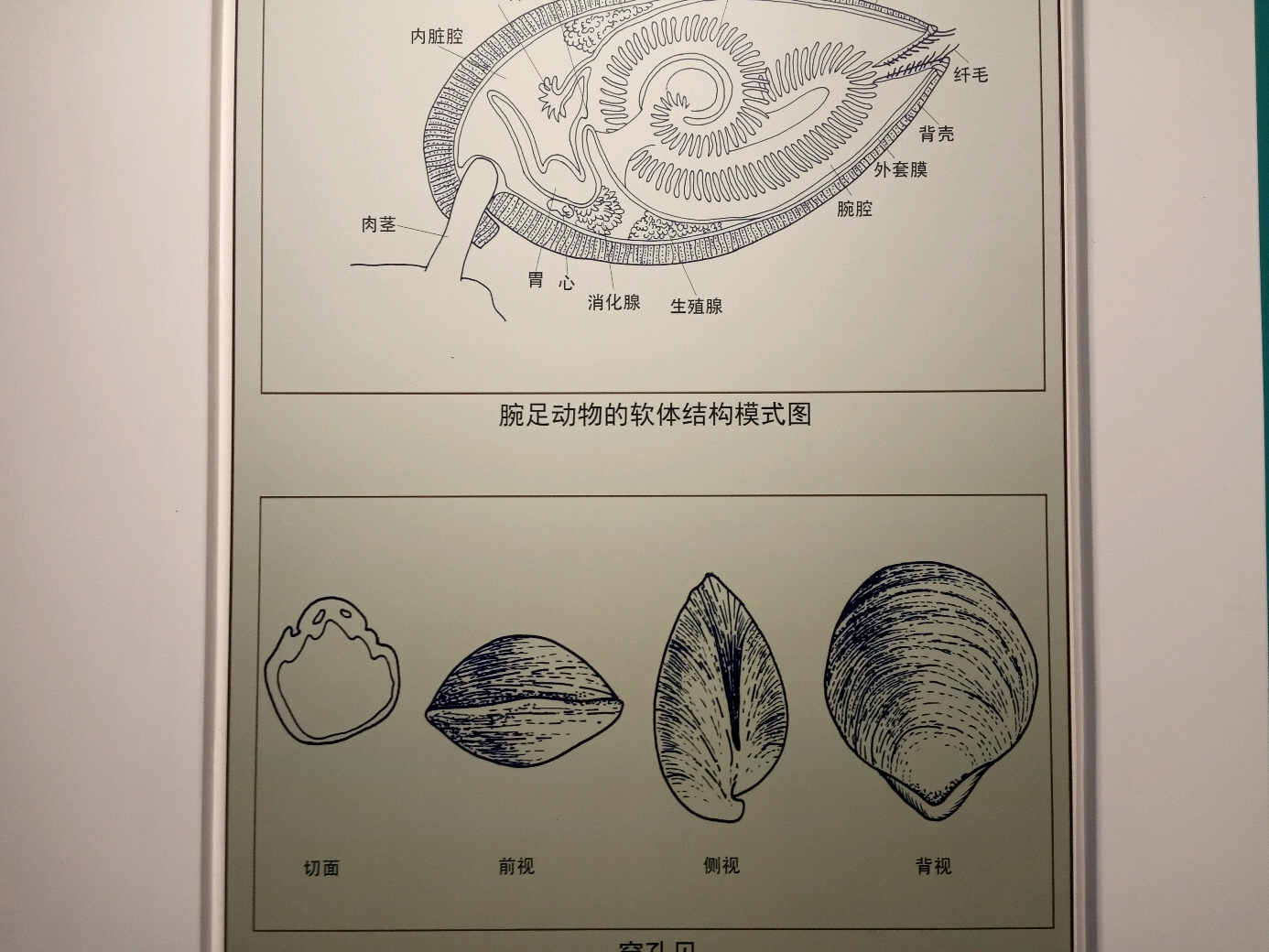 腕足类动物体结构图解(用贝类举的例子.
