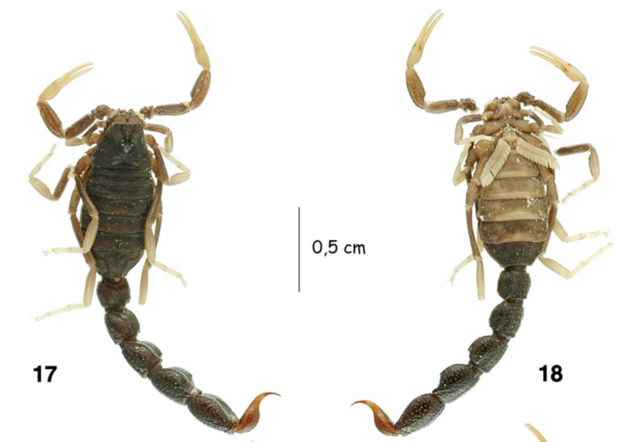 直钳蝎属(orthochirus)简介,分类学地位及已知物种名称列表和图鉴