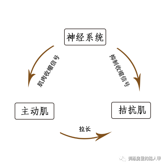 交互抑制:传入神经进入中枢后,一方面直接兴奋某一中枢神经元,产生传