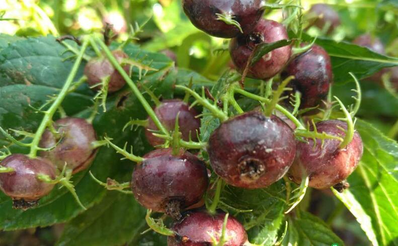 美食分享 今日推荐 蜘蛛果 又名红参果