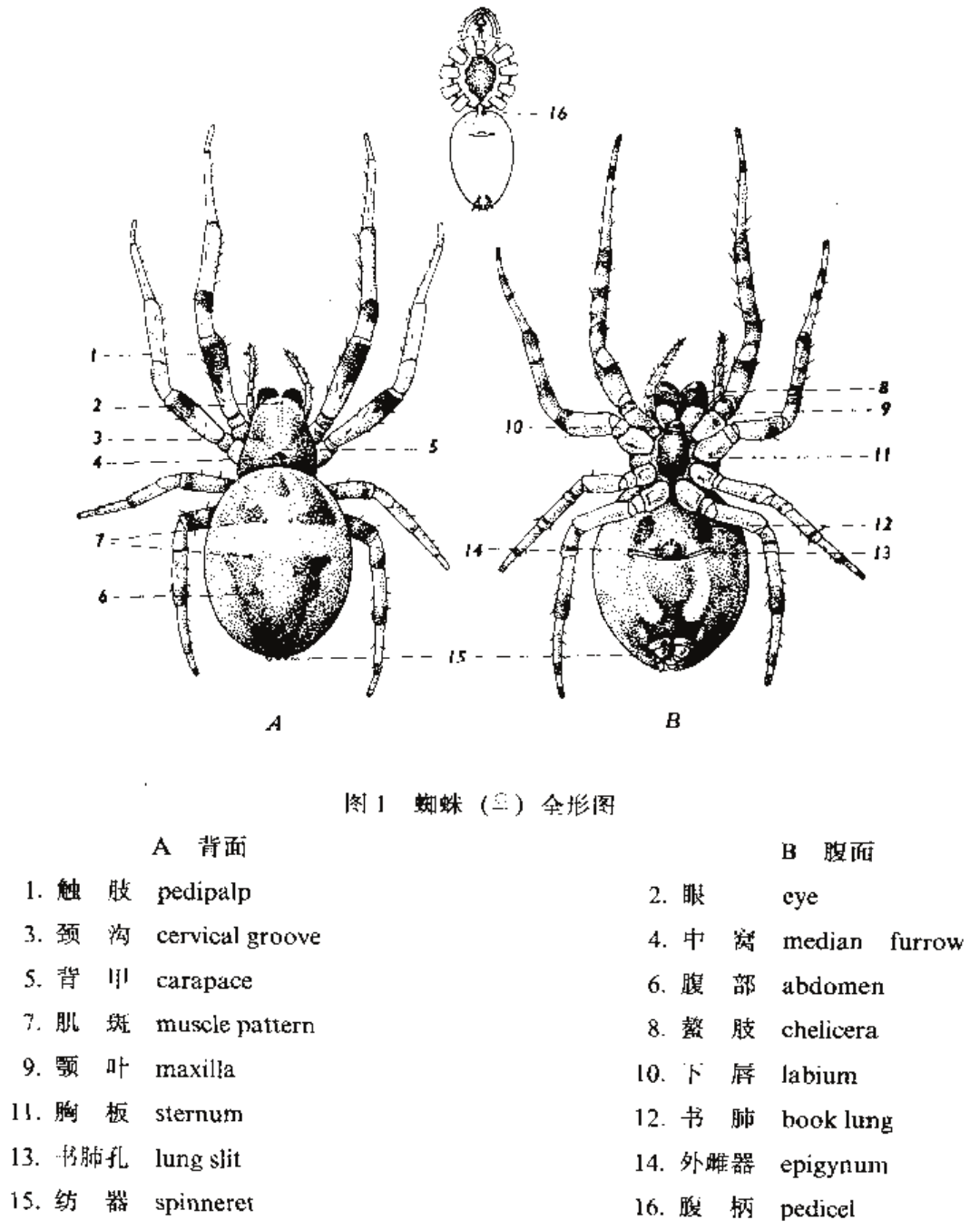 蜘蛛身体分节图(雌)