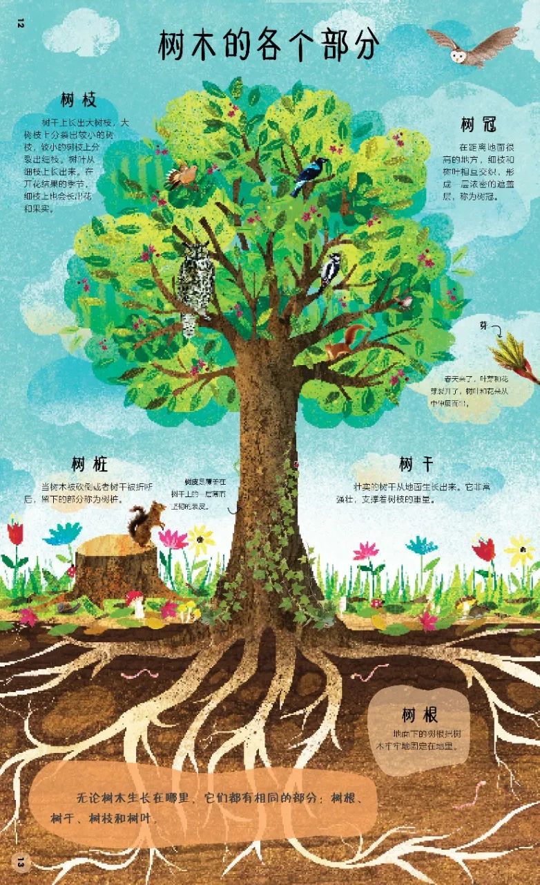 《dk神秘的树百科》是英国小学生自然观察训练头号读本,书中有跟树木