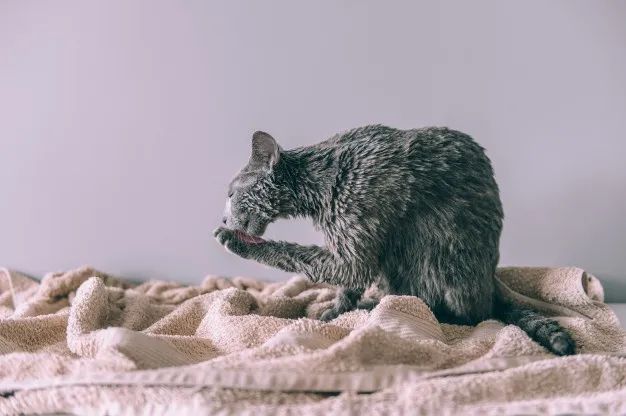 46d3555326f7fd26bd68af79e3922ec48106d1e2.jpg