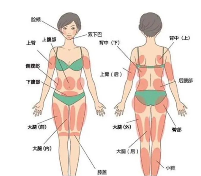 英煌陈伟讲解：肚子上的脂肪为什么总是很难减？
