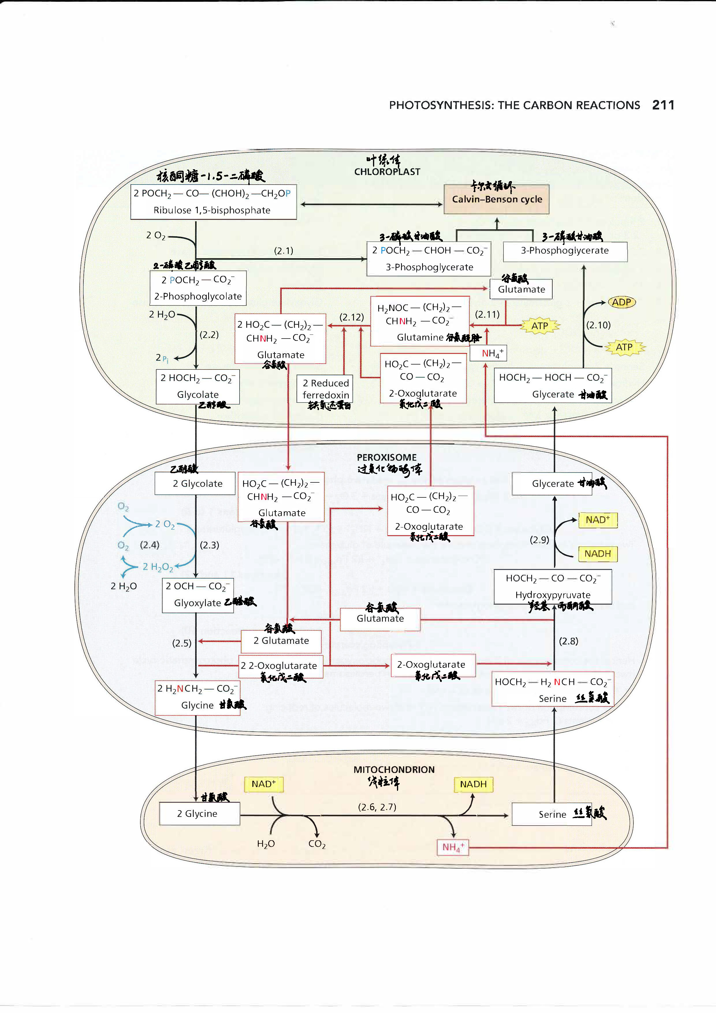 光呼吸针对上篇文献的补充知识