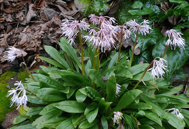 is) 地百合属(helonias) 胡麻花属(heloniopsis) 衣笠草属(kinugasa)