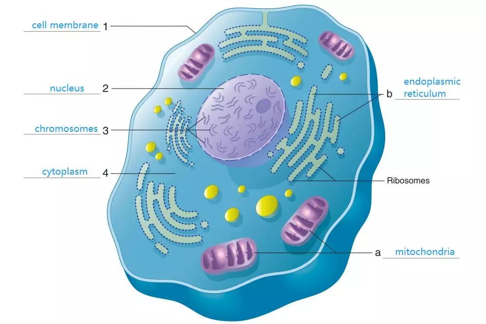 分解代谢 cell membrane 细胞膜 chromosomes 染色体 cytoplasm 细胞