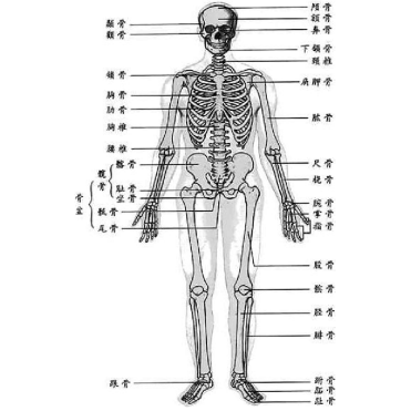 你不知道的人体骨骼详解内容过于恐怖请不要半夜蹲到坟地看