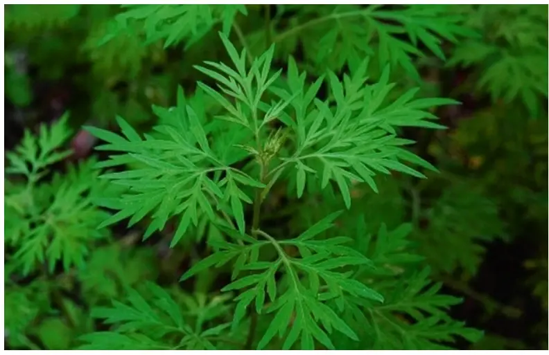 艾草蕲艾与野艾蒿的的区别