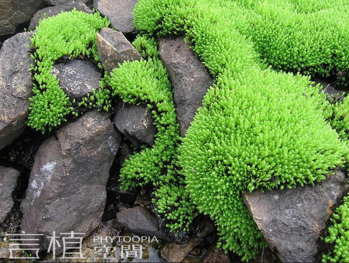 言植空间,植物科普,初入雨林,雨林生态缸苔藓推荐-提灯藓科