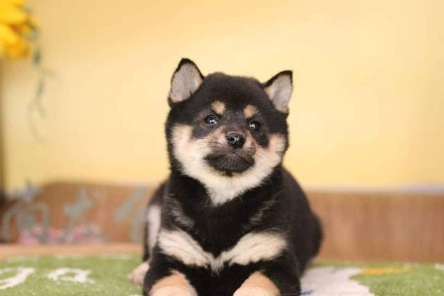 家养柴犬什么价位赛级柴犬和宠物级柴犬的区别是啥