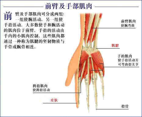 史上最全的人体(组织器官)全图