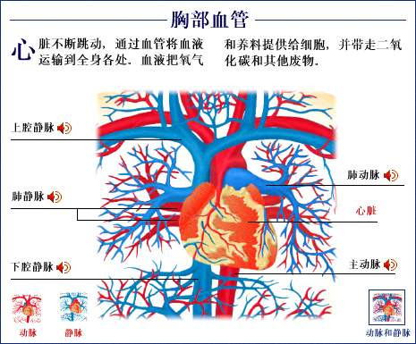 史上最全的人体(组织器官)全图