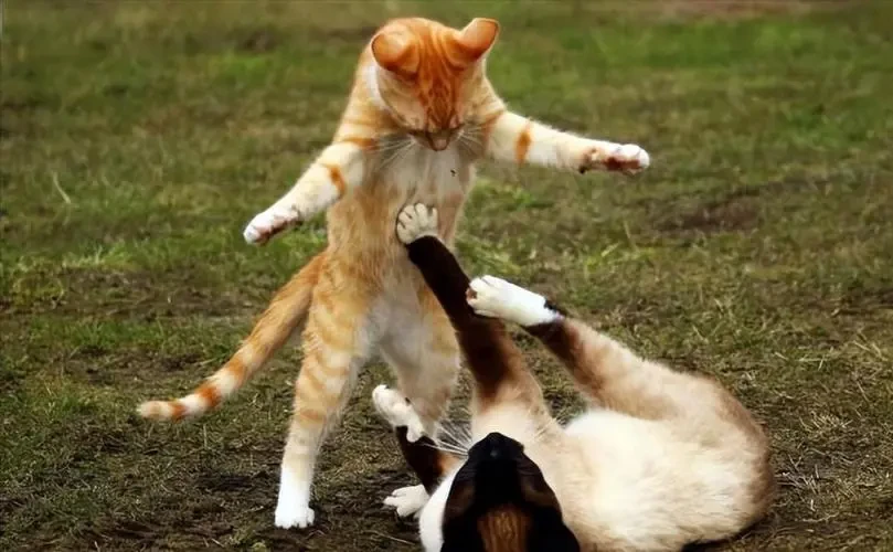 486c0ed7441c789e44dabb62e9900e6962ff0ee4.png