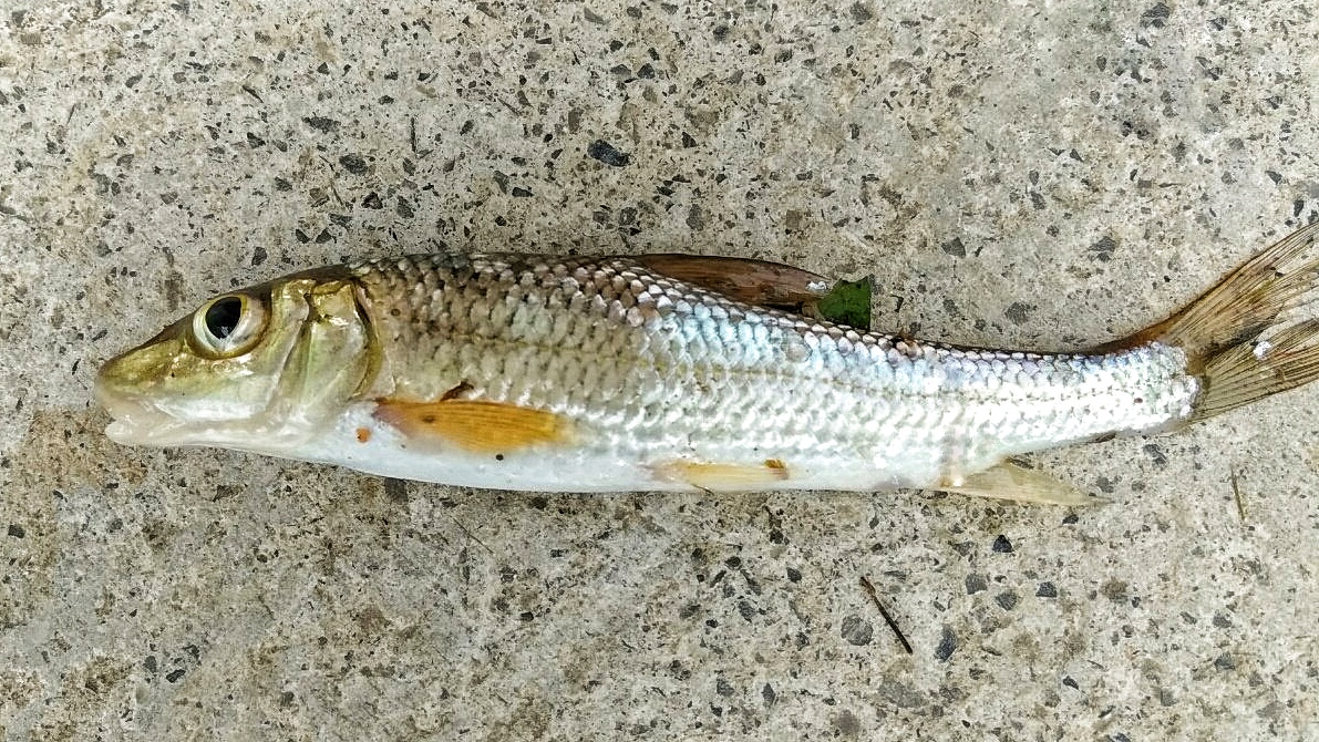 江西吉安的野河中发现罕见的花骨鱼,为何极少有人钓到