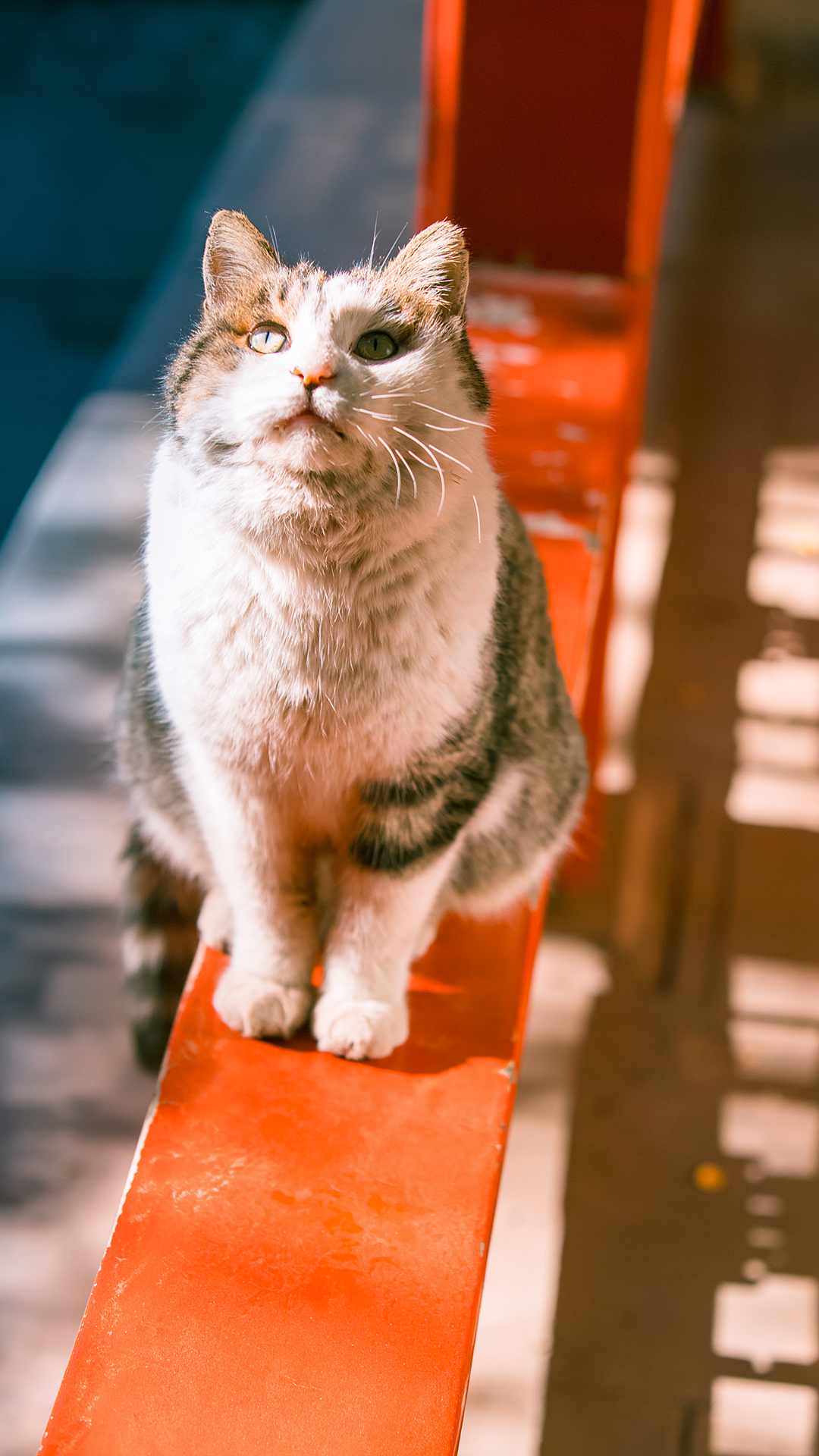 招人喜爱的故宫御猫"崽儿"走了,这组照片成了我对它的