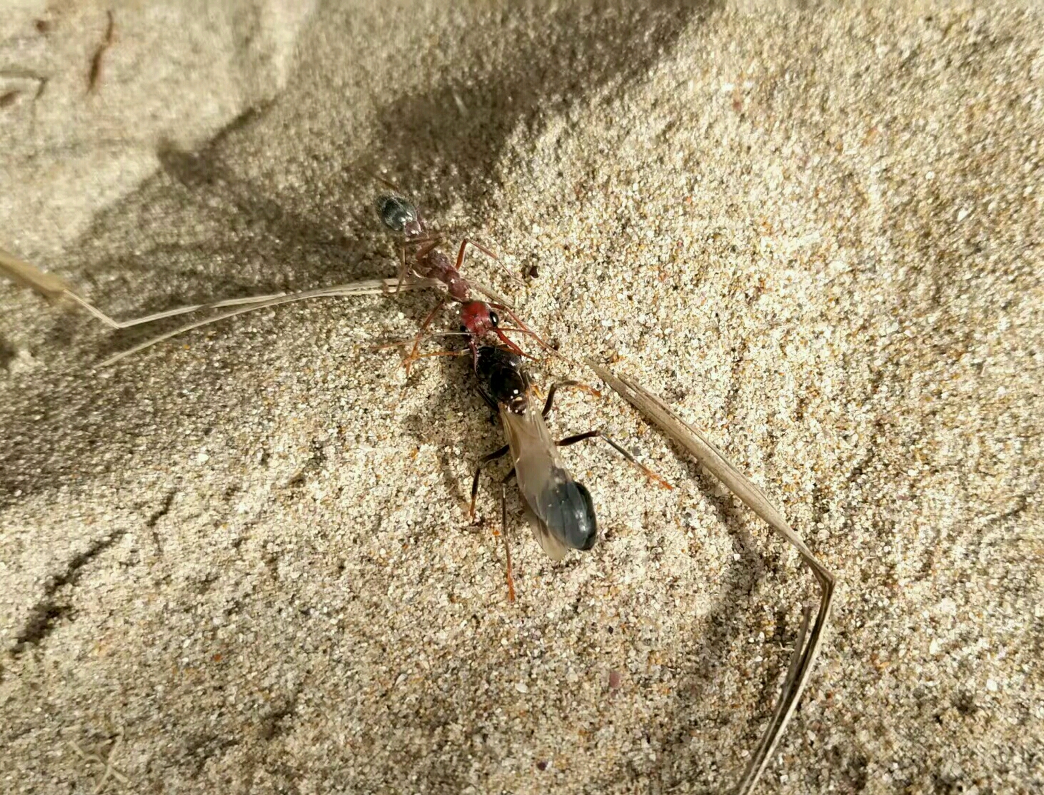 野生牛蚁影像记录