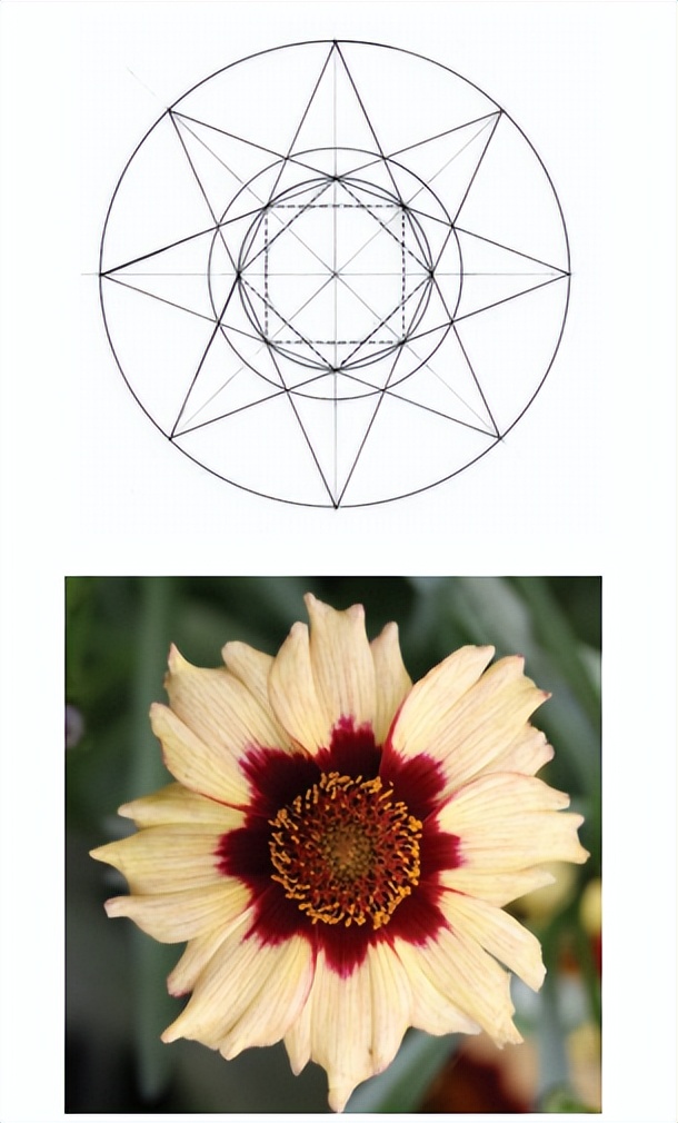 花朵的隐秘几何4:暴力拆解花朵的几何结构 (从6瓣到13瓣)