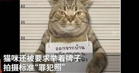 泰国警方逮捕小猫,各国网友纷纷p图,最后竟发现入狱可能是假的