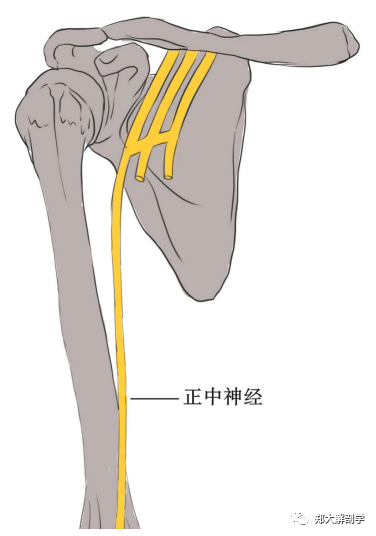 正中神经卡压