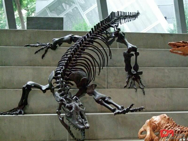 古巨蜥骨骼模型