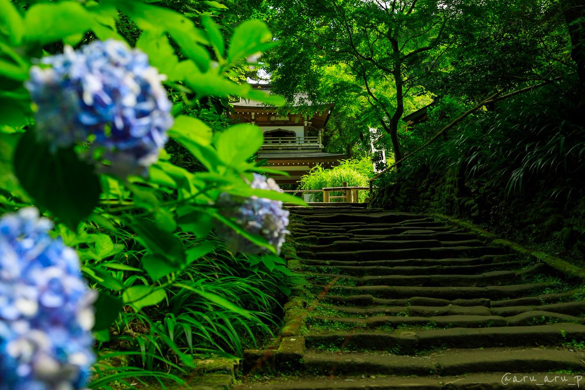 【浄智寺】是和【明月院】一样距离jr北镰仓站最近,jr的车站夹子2者