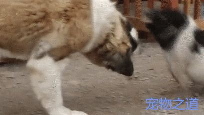 大狗正在吃食,小猪跑来抢,狗狗发怒了,结果小猪比它还