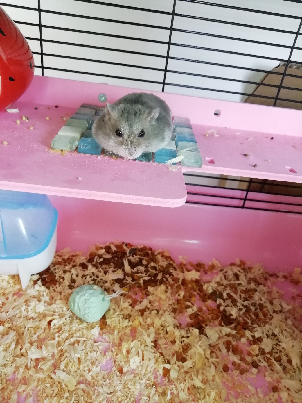 常见的仓鼠饲养问题