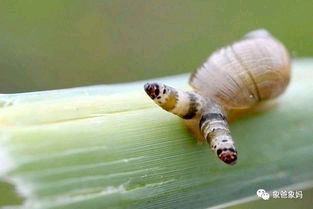 方舟生存进化自创生物双盘吸虫