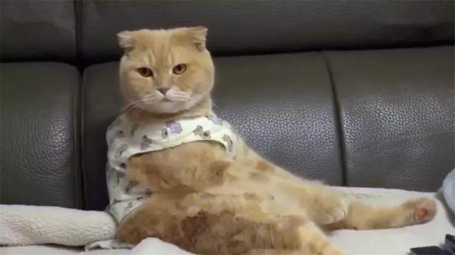 橘猫模仿人类坐姿长达三年,猫咪软骨病勿轻视,铲屎官