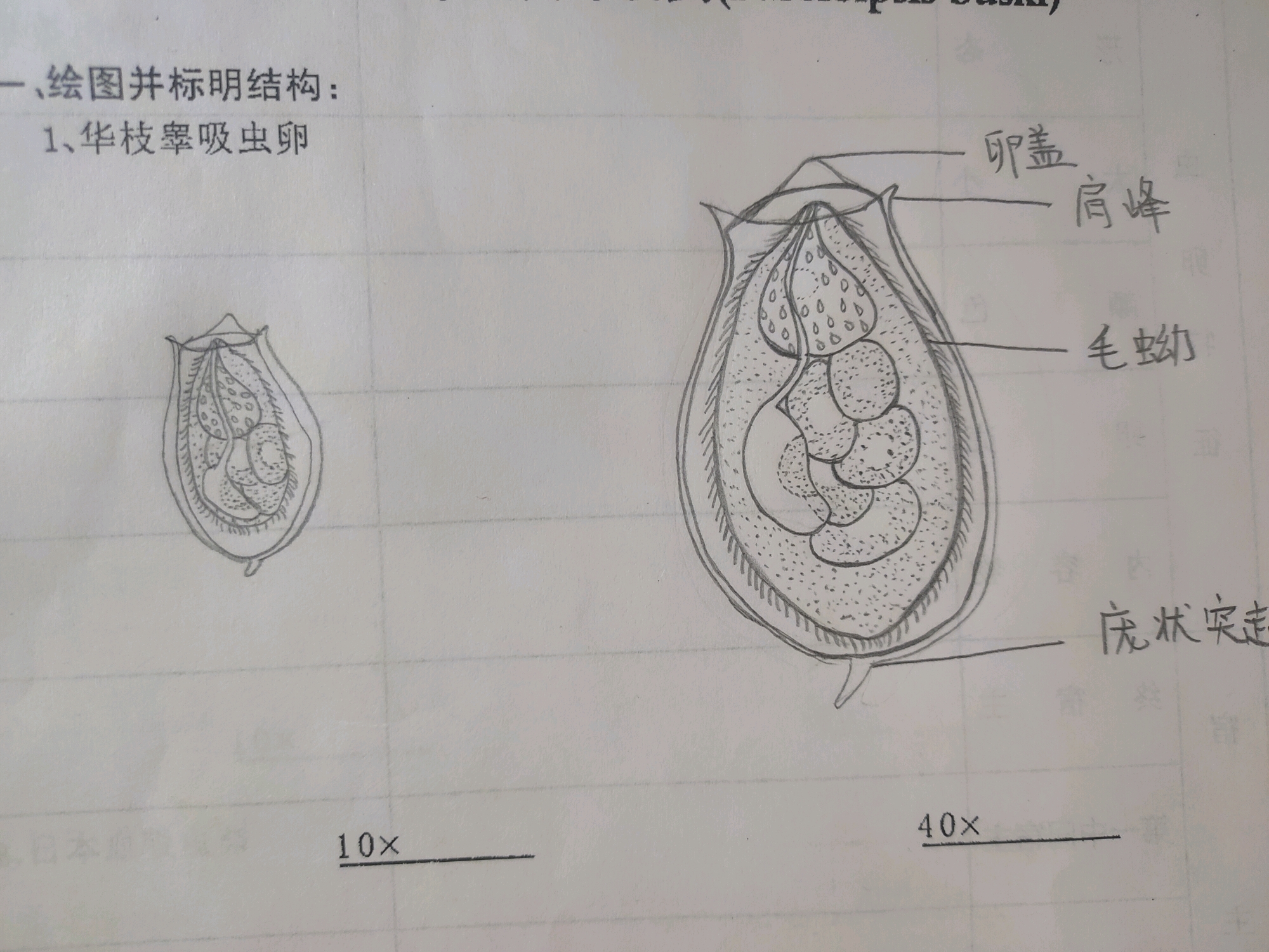 寄生虫手绘图