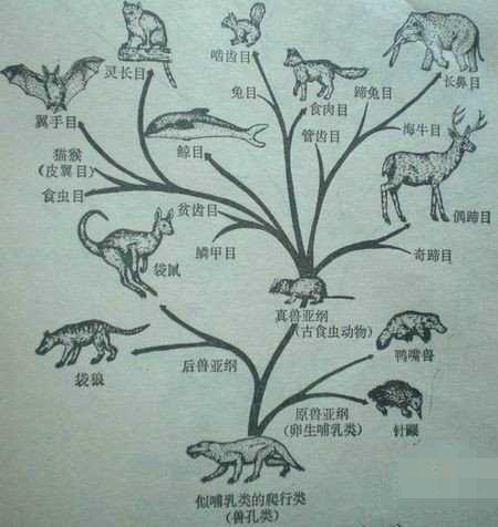 哺乳动物是地球上的霸主但其祖先却只有几克重最早的就在我国