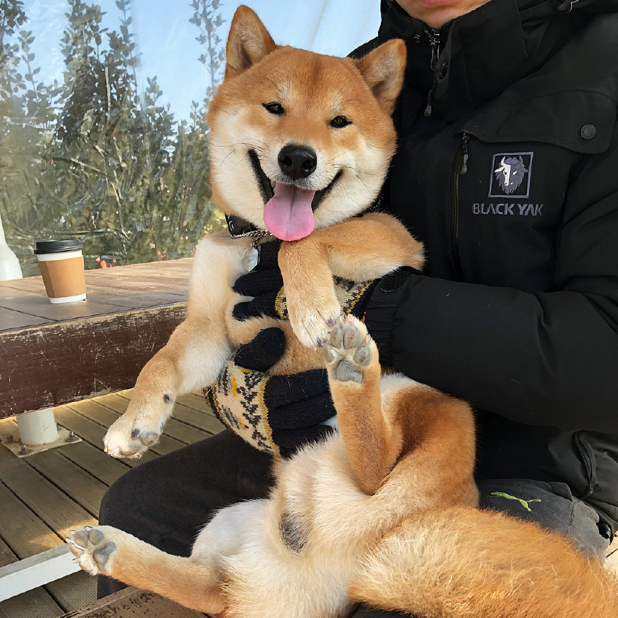 不愧是汪界表情包之祖,柴犬贱萌的微笑可以说是独一无