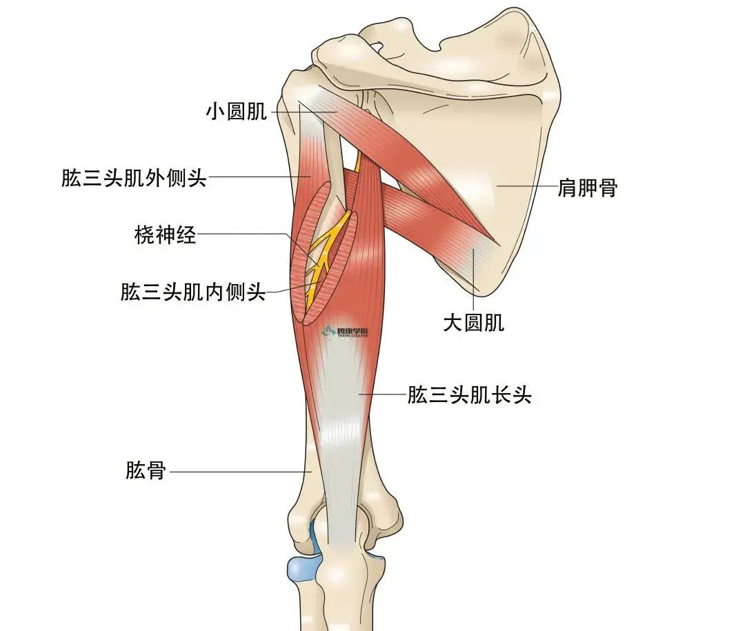 桡神经发自臂丛后束,由c5,c6,c7,c8及t1组成.